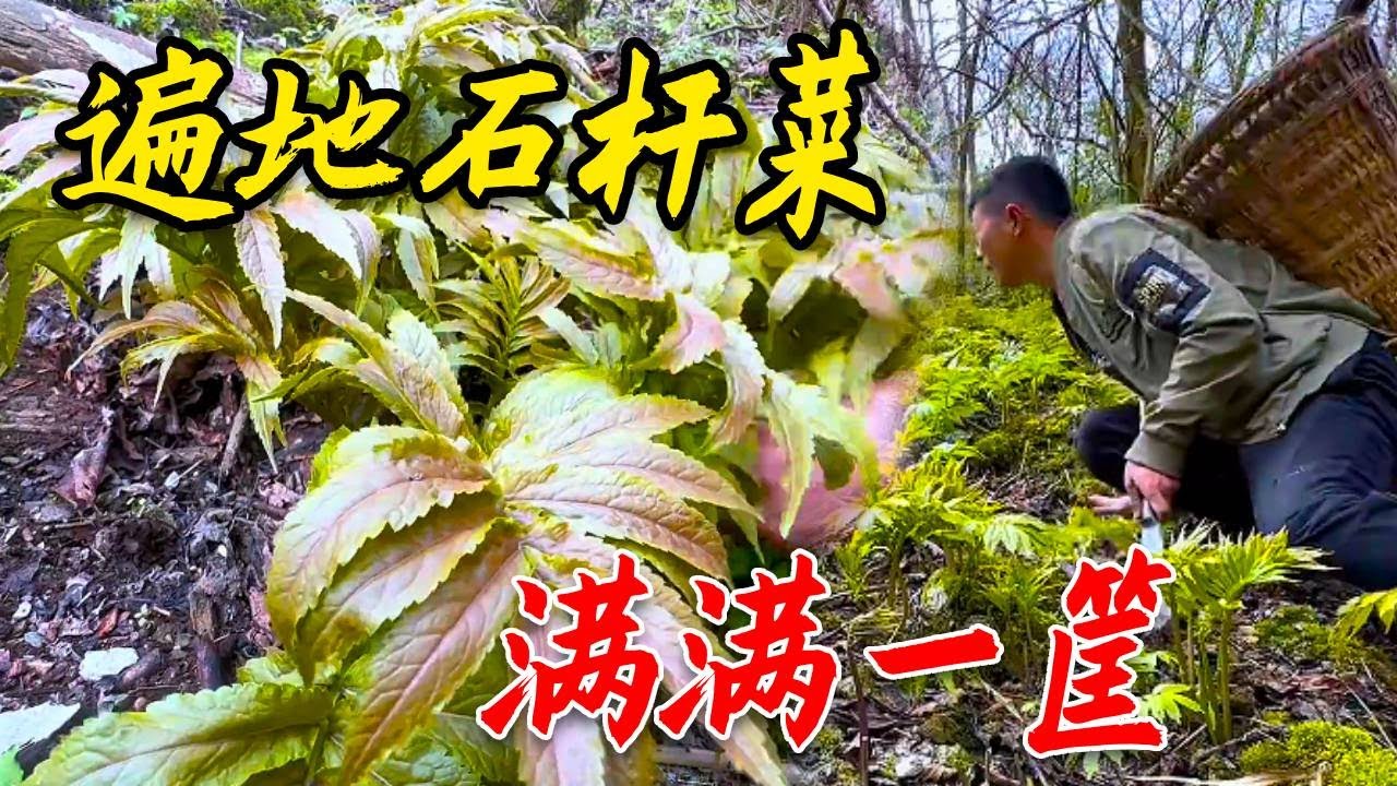 滿山的石桿菜沒人要，路程太遠，這次一定要採爽