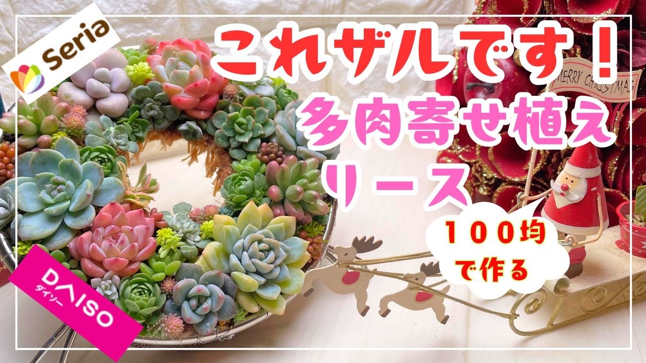 【100均DIY】100均ザル活用！多肉初心者🔰が作る簡単で華やかな多肉寄せ植えリース