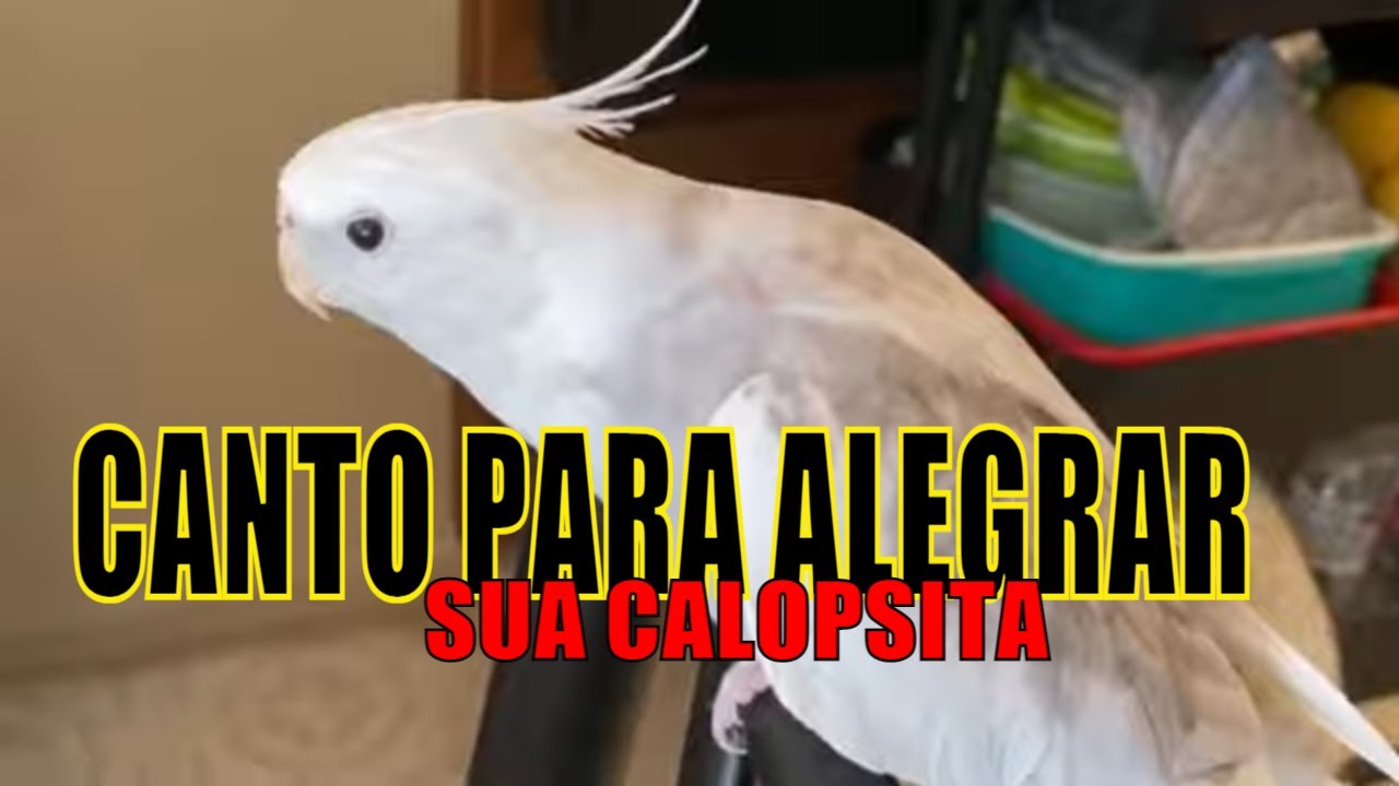 Calopsitas Cantando Assobio de Calopsita PARA Alegrar a Sua Calopsita [TESTADO]