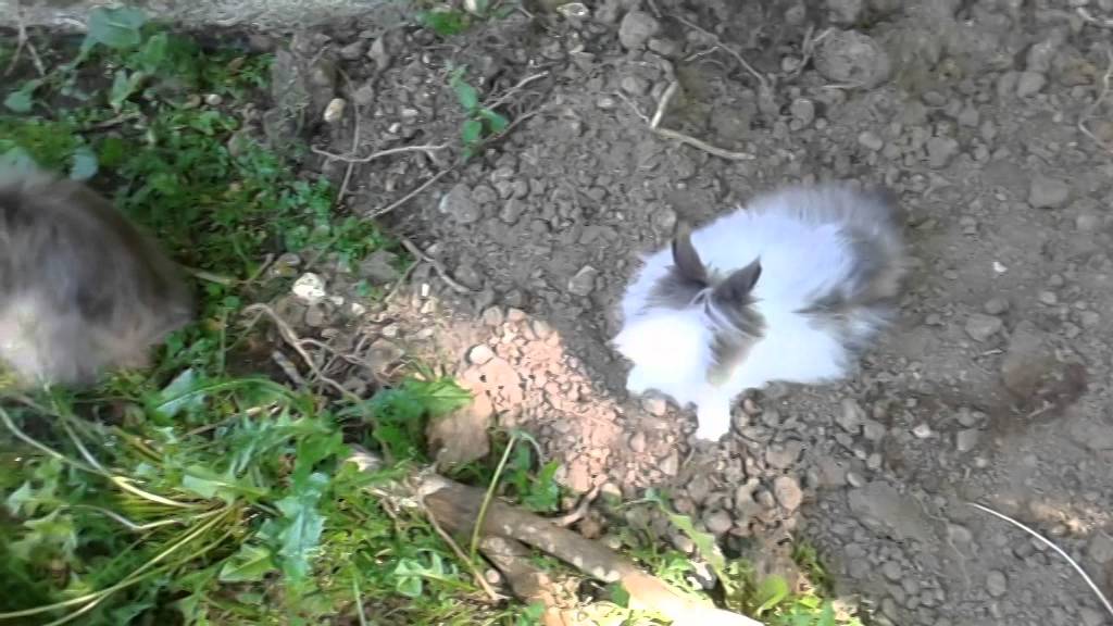 Tout savoir sur le lapin nain angora