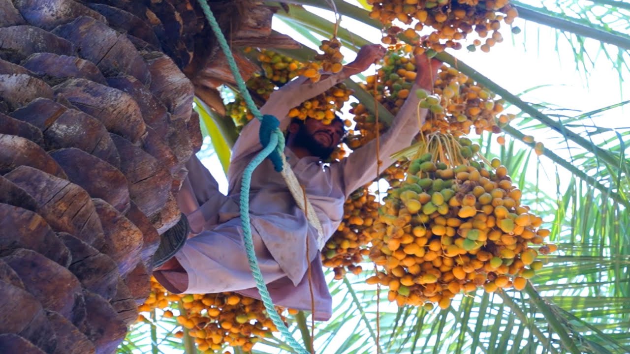 Plucking  Fresh Dates from Date palm tree |Dates palm Harvesting |Dates Farm Al Qassim,ksa