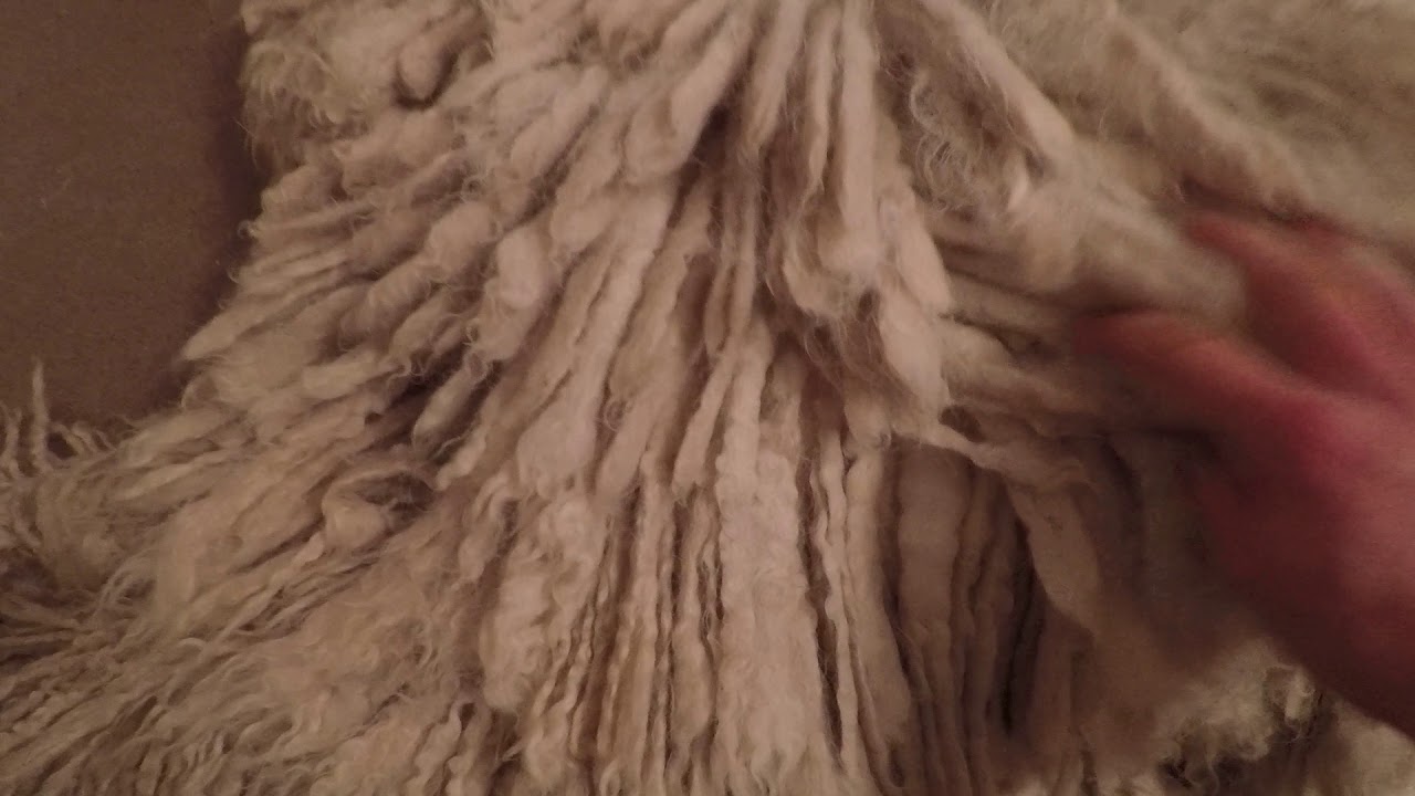 Komondor grooming chat