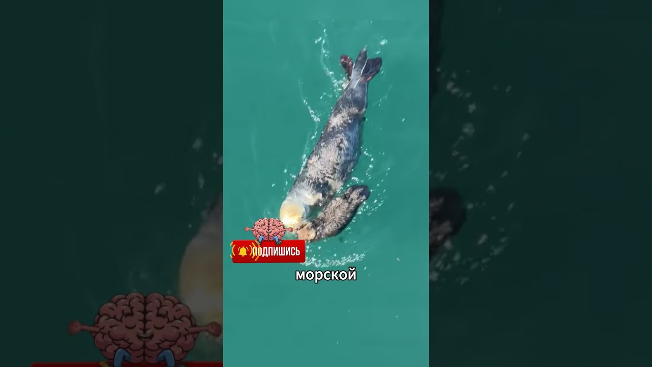 🌊 Странная находка на берегу! #животные #калан #морскаявыдра