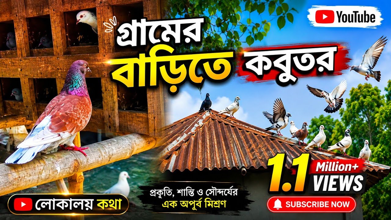 গ্রামে কবুতর পালন | Pigeon farming in the village | গ্রামবাংলার কবুতর | লোকালয় কথা