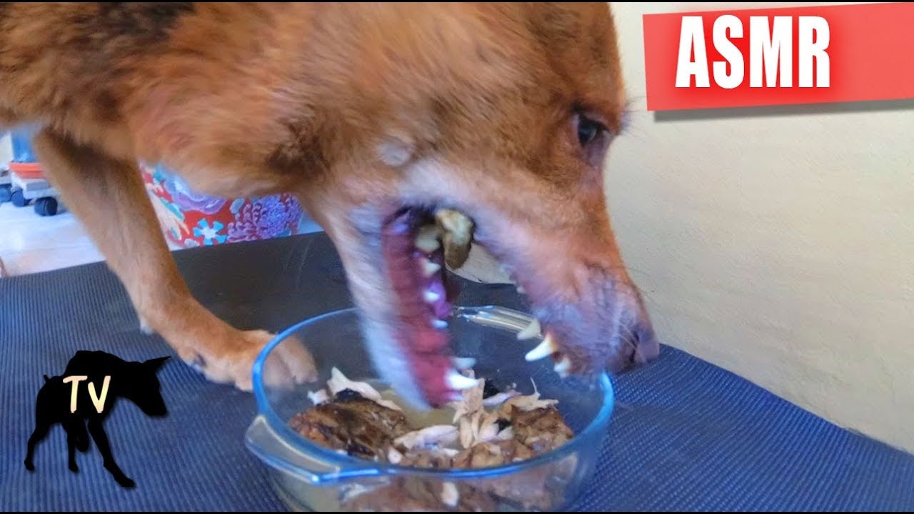 ASMR Homemade Dog Food | Beef Steaks, Deer Lungs, Chicken, and Bone Broth
