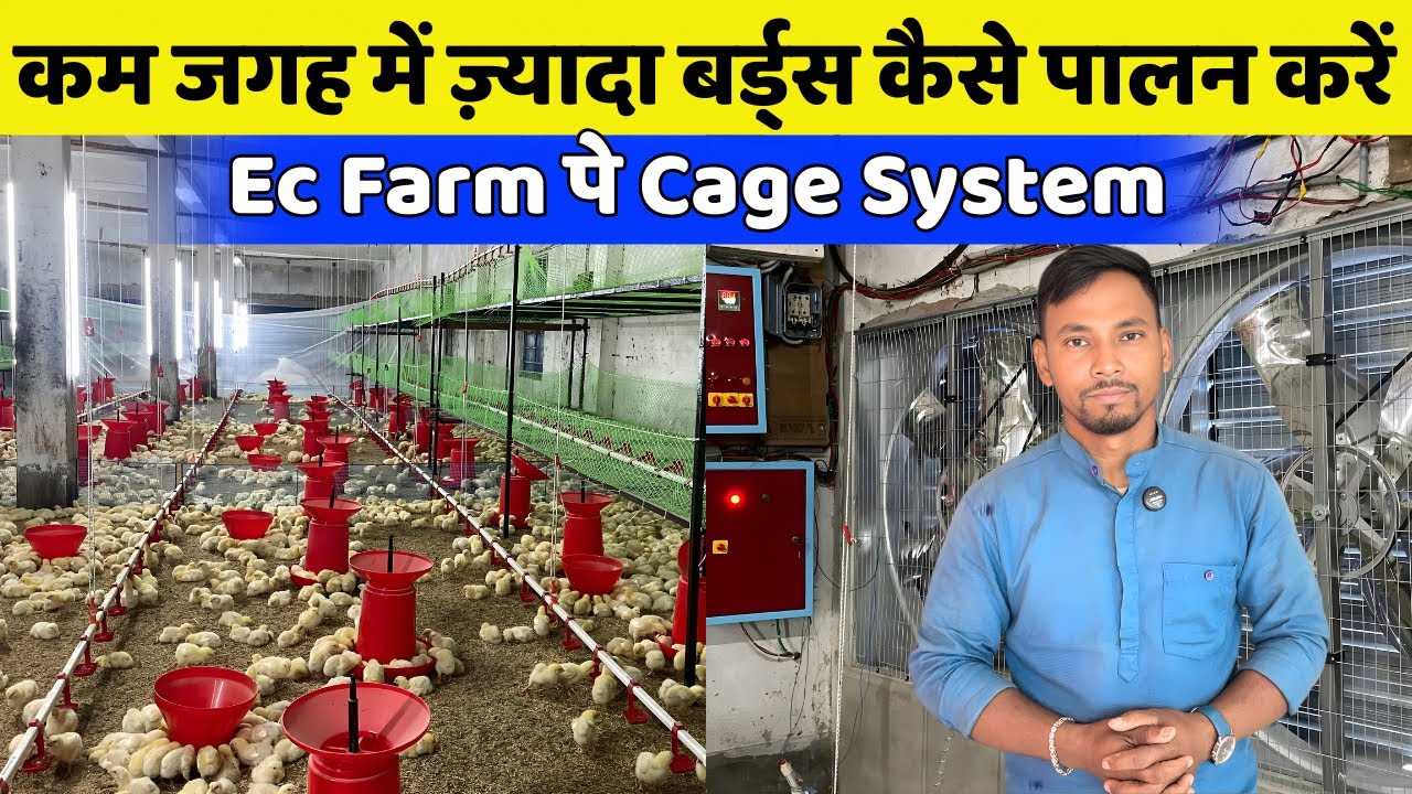 Semi Ec Poultry Farm Pe Machan Cage System