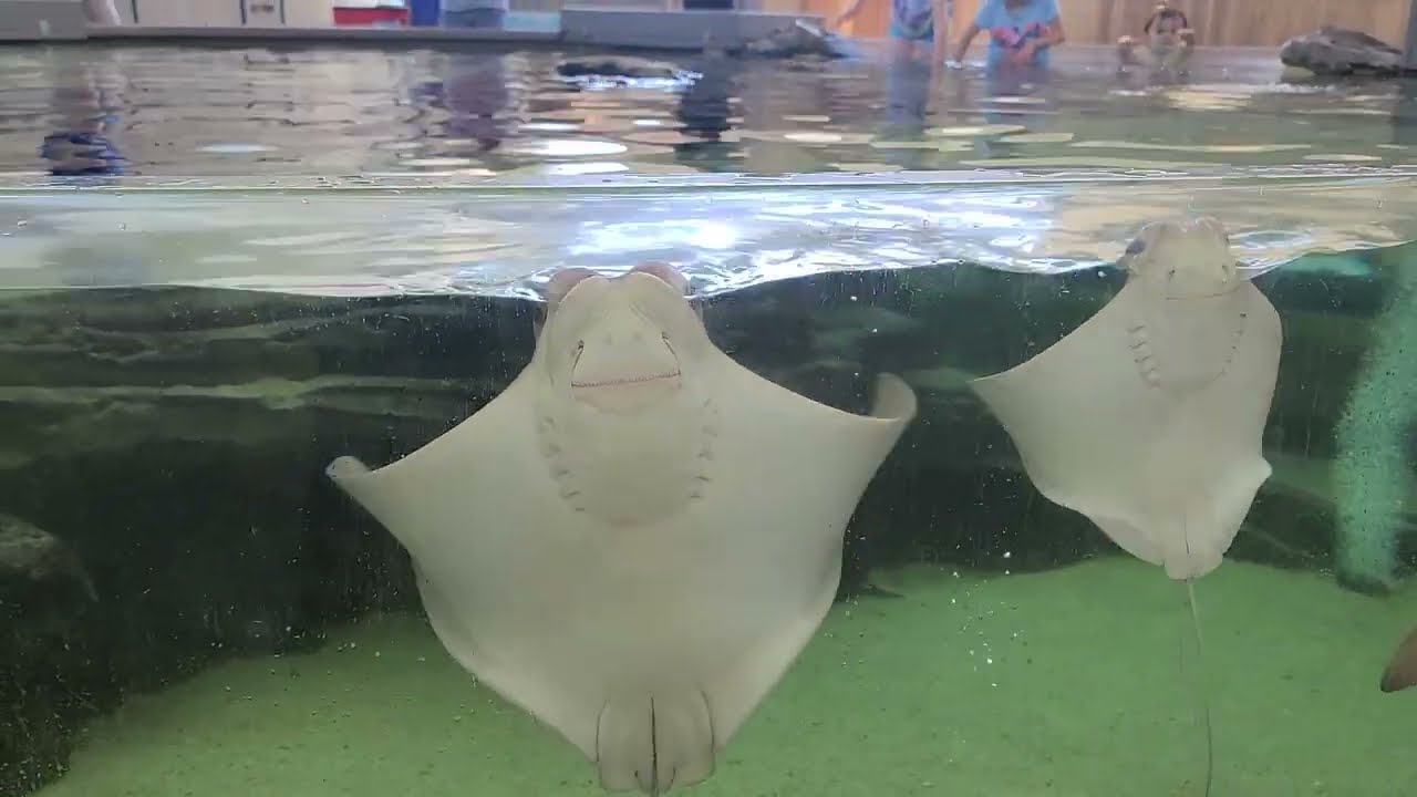 Bri n Gabe pet stingrays                       Fair Park Children's Aquarium