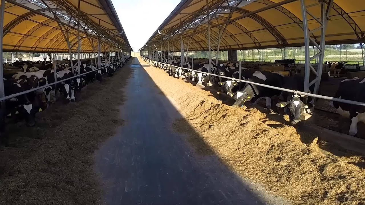 Buildings for dairy farming