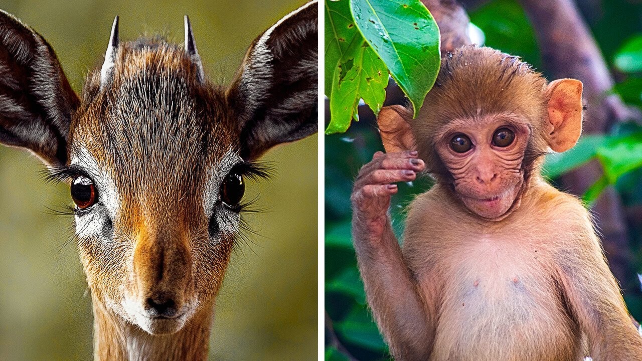 全問正解できるのは1％の人だけ！超難問の動物クイズ