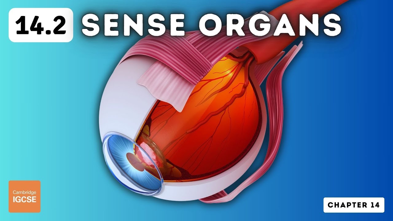 IGCSE Biology - Sense organs (14.2)