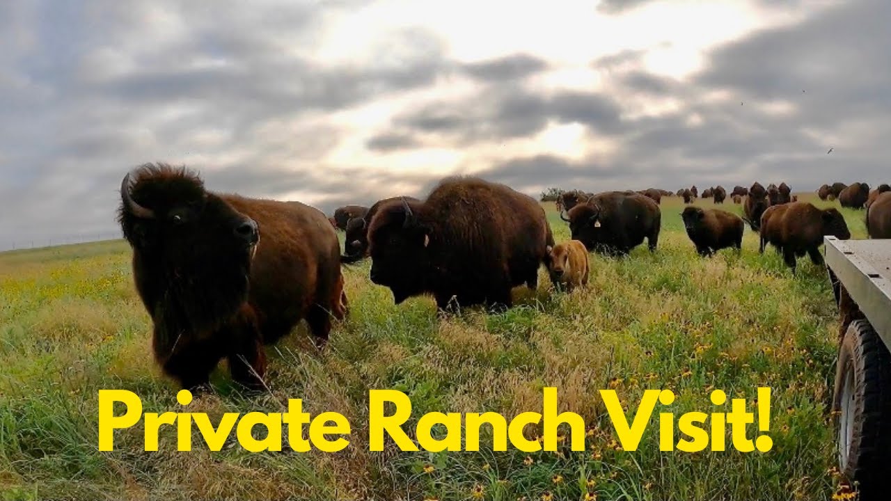 I Really Wanted Some of These Animals! Big Bison Herd