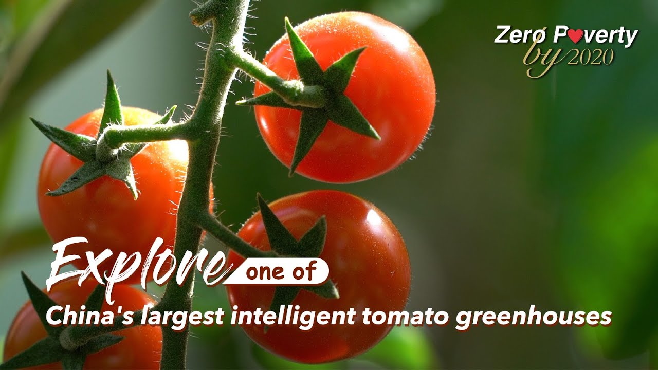 Explore one of China's largest intelligent tomato greenhouses