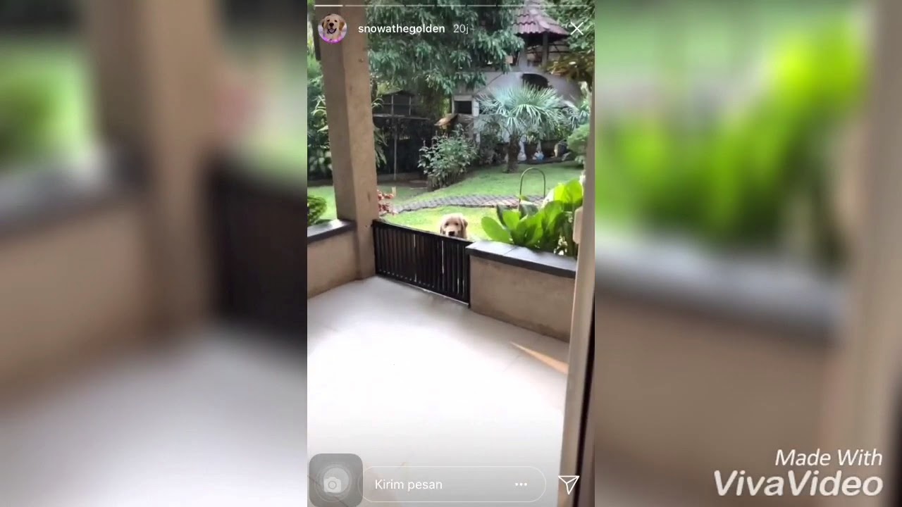 InstaStory | Snowathegolden | Snowa lagi gangguin akeera si kucing hitam