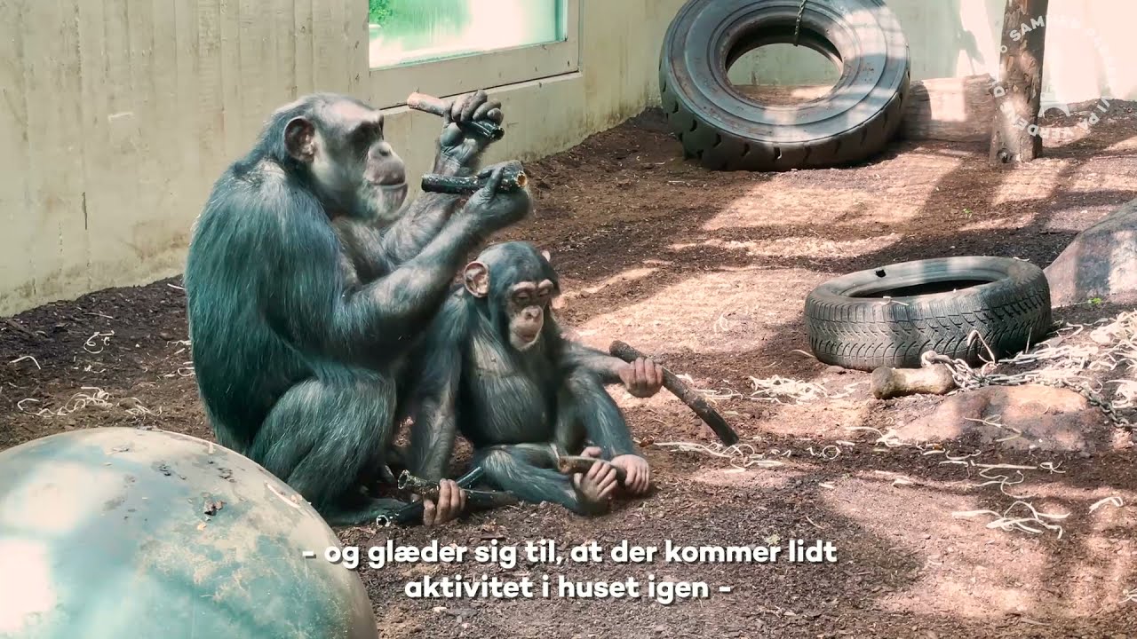 Chimpanserne i ZOO glæder sig til besøg igen!