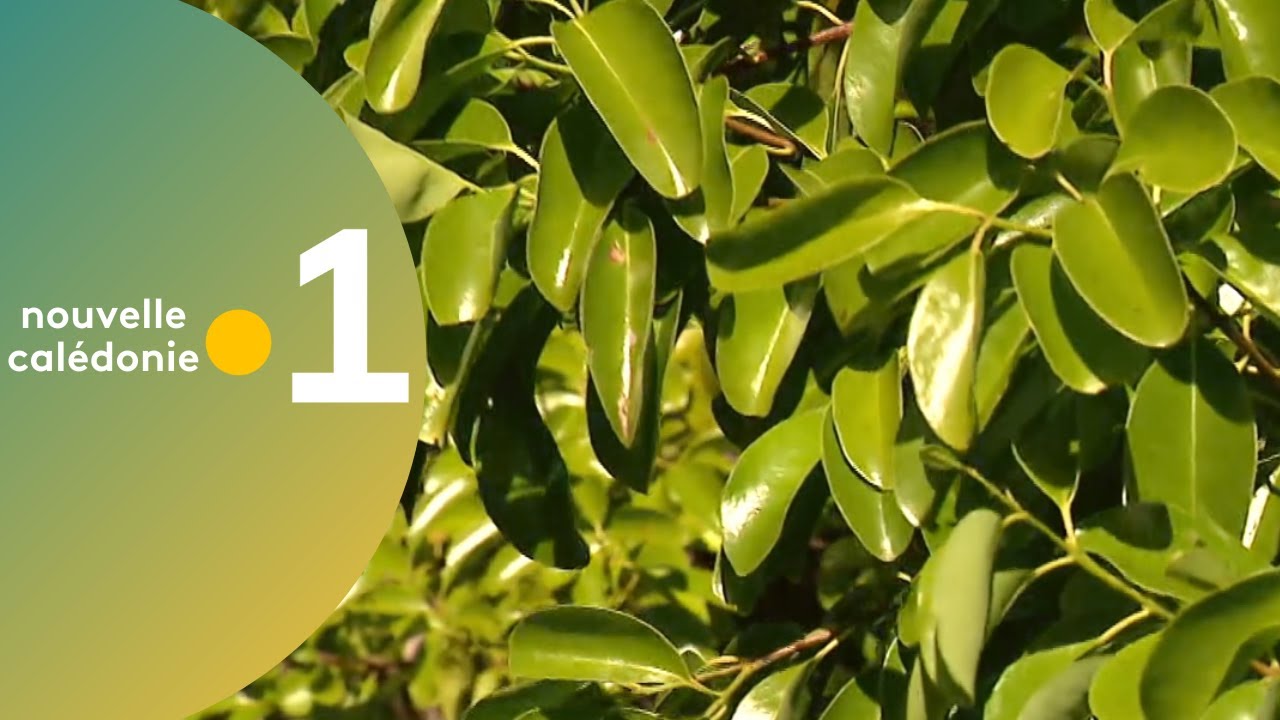 25/ Des racines et des plantes : le Santal