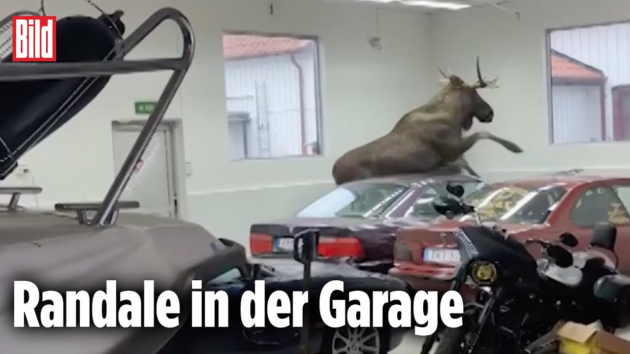 Schweden: Elch hinterl&auml;sst Chaos beim Autoverk&auml;ufer