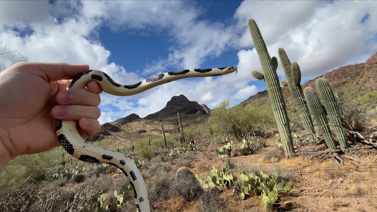 AZ Longnose Snake - 2022 - First Arizona Trip
