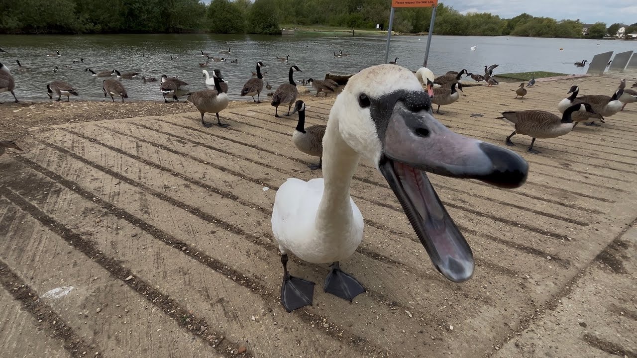 Angry Swan Wants All The Food! Cute Birds Get Fed! (Swan Bites!)