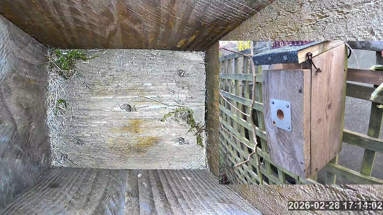 SoBo Nest Box Live Stream
