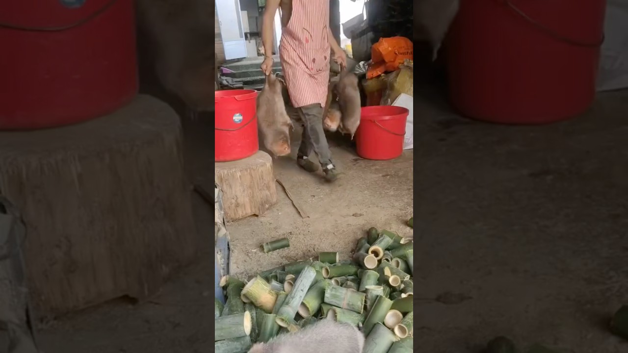 C&oacute;mo utilizan los chinos ratas grandes para trabajar.🎋🐀💪