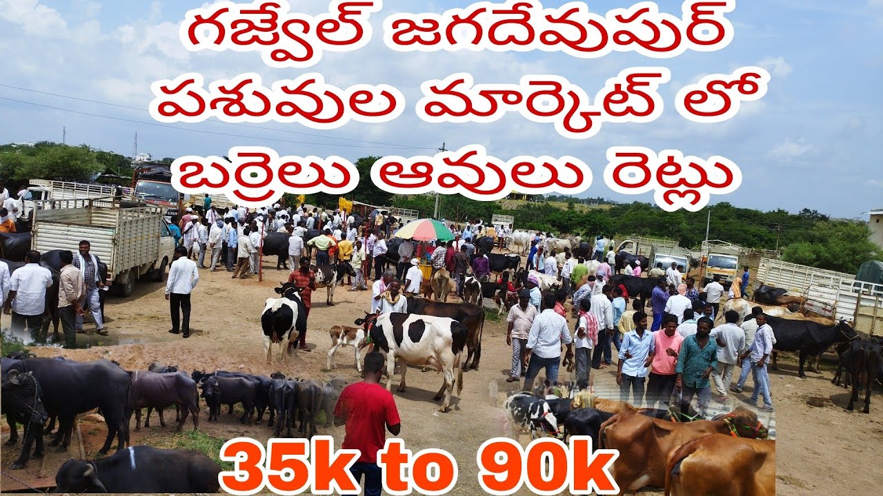 జగదేవాపుర్ గజ్వేల్ సంతలో పశువుల రేట్లు మాత్రం పెరిగినాయి #buffalo market #buffalo,#gajwel,#viral