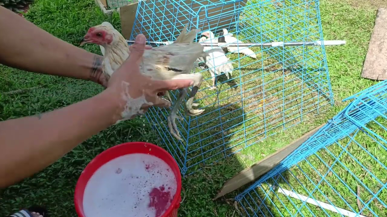 Unang Ligo. 🐓😊 