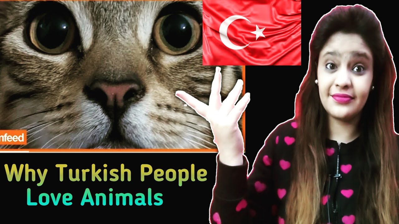 Indian Reacts to Why Turkish People Love Animals || Bear My Reaction 🐻