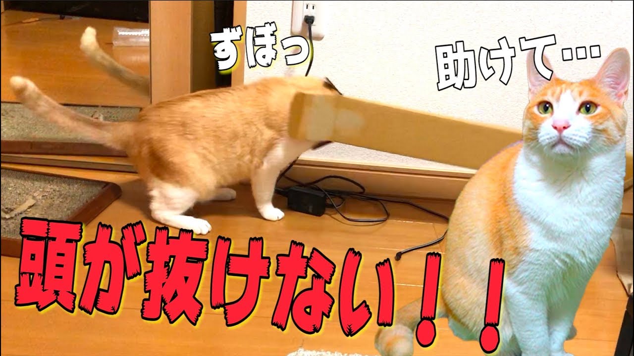 頭が抜けなくなっちゃった猫が最高に可愛い件についてwww