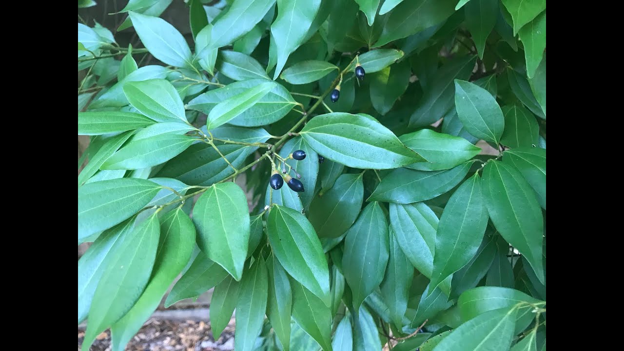 EatTheWeeds: Episode 166: The Cinnamon Tree