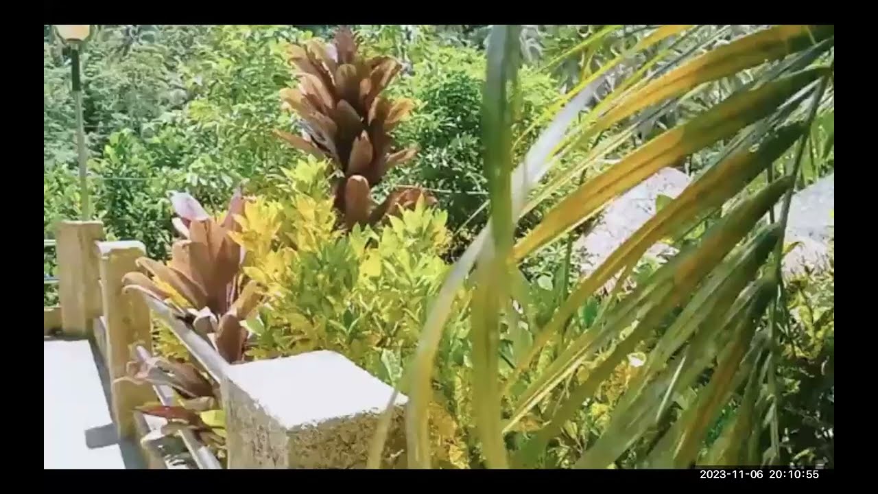 (Video 12) FOR SALE BEBING RESORT 6,000sqm in Sampaloc Quezon