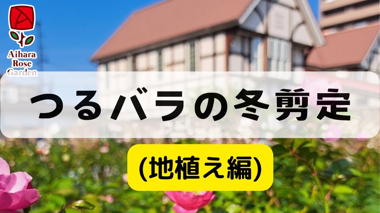 地植えのつるバラ、レオナルドダヴィンチの冬剪定を行います。参考にしてくださいね。
