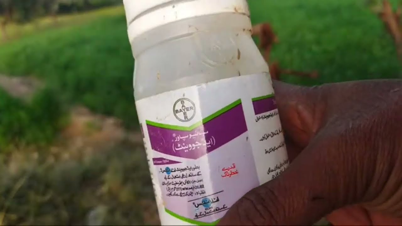 Desi village life is live