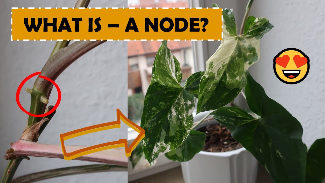 What is a NODE? 🌿 Node Propagation | Plantkins