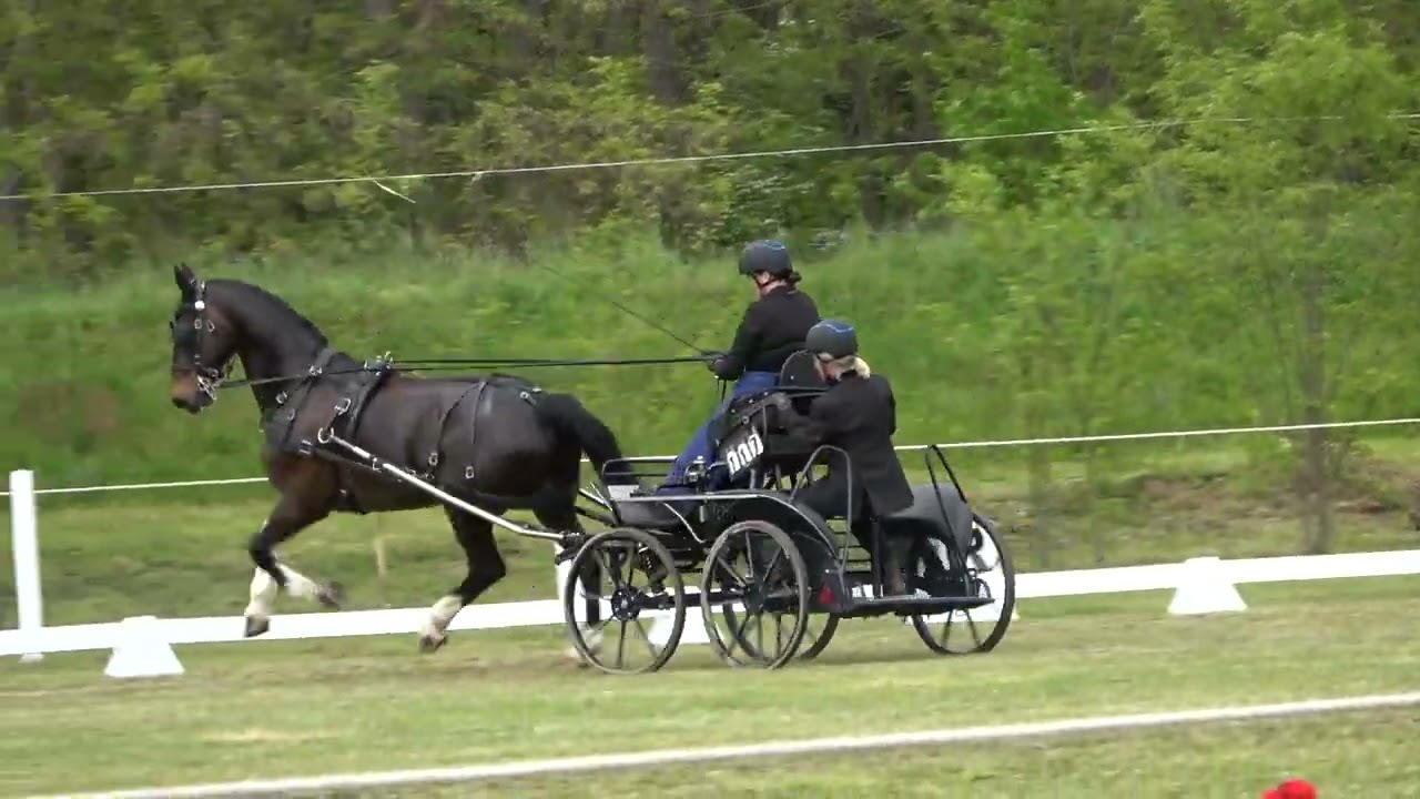 Concours International d'attelage Sélestat 2024