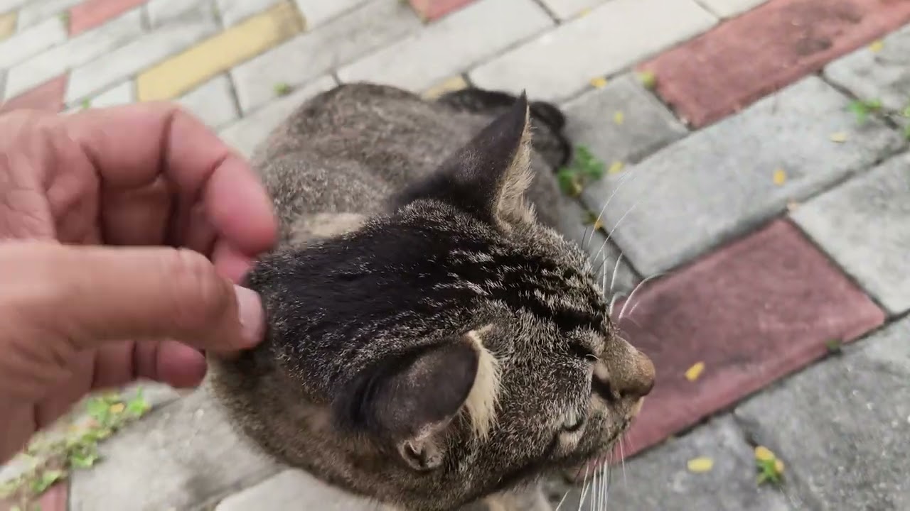Cat with a curled tail... 🐈