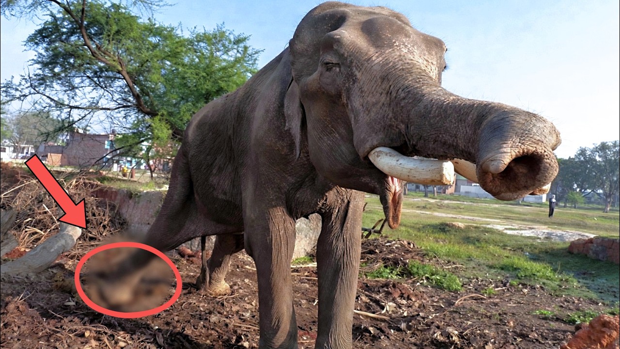 An elephant kept in chains for 50 years. He waited his whole life to be rescued