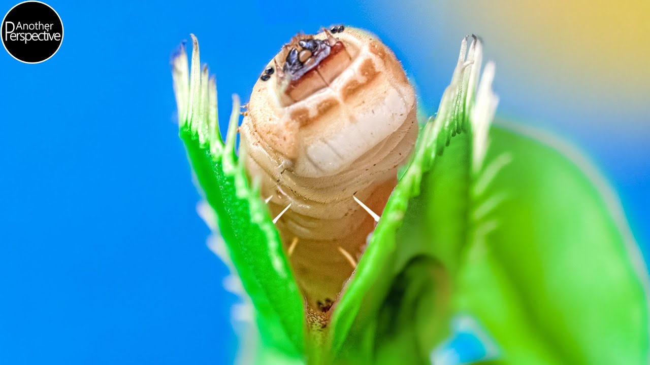 30 Days Venus Flytrap Digestion Time Lapse