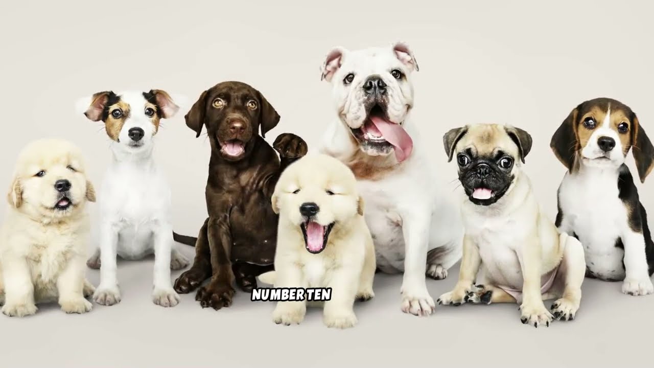 Puppies World