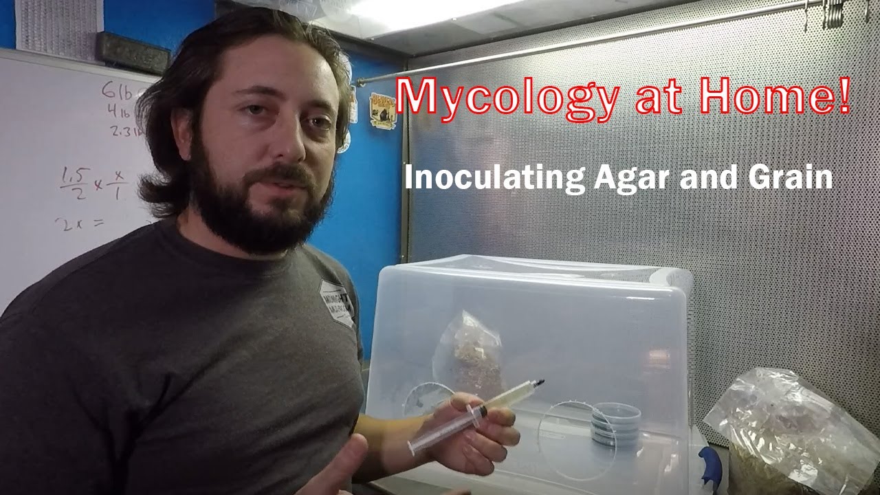 Inoculating Agar and Grain in a SAB (Still Air Box)