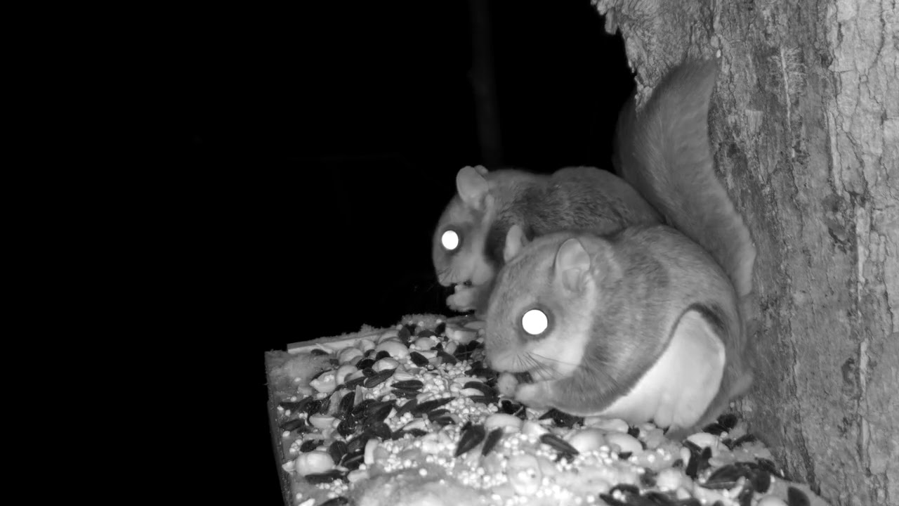 Flying Squirrel Friday Night Peanut Party! 🥜🎉