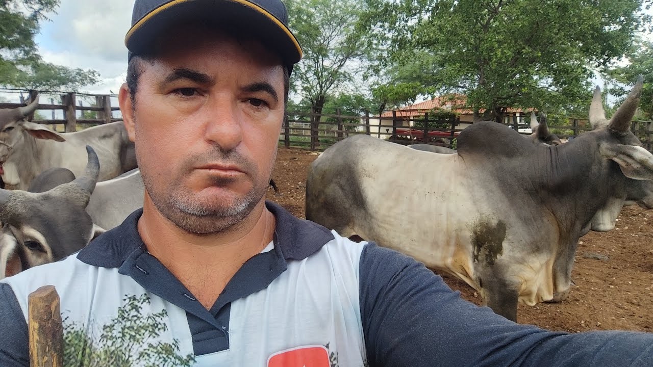 MAIS UMA VENDA DO GARROTE GUZERÁ PARA SALGUEIRO PE 