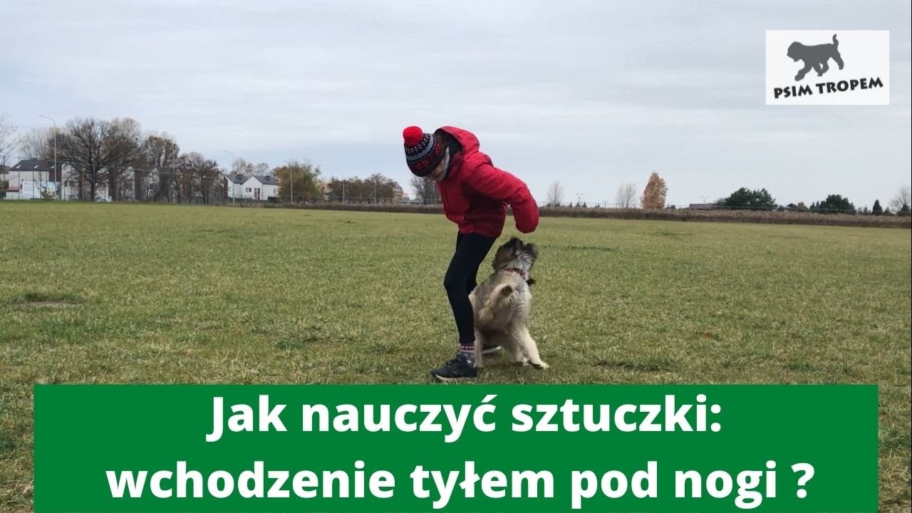 🐶Nauka sztuczki - wchodzenie tyłem pod nogi -  Owczarek kataloński (Gos d'Atura Catala)