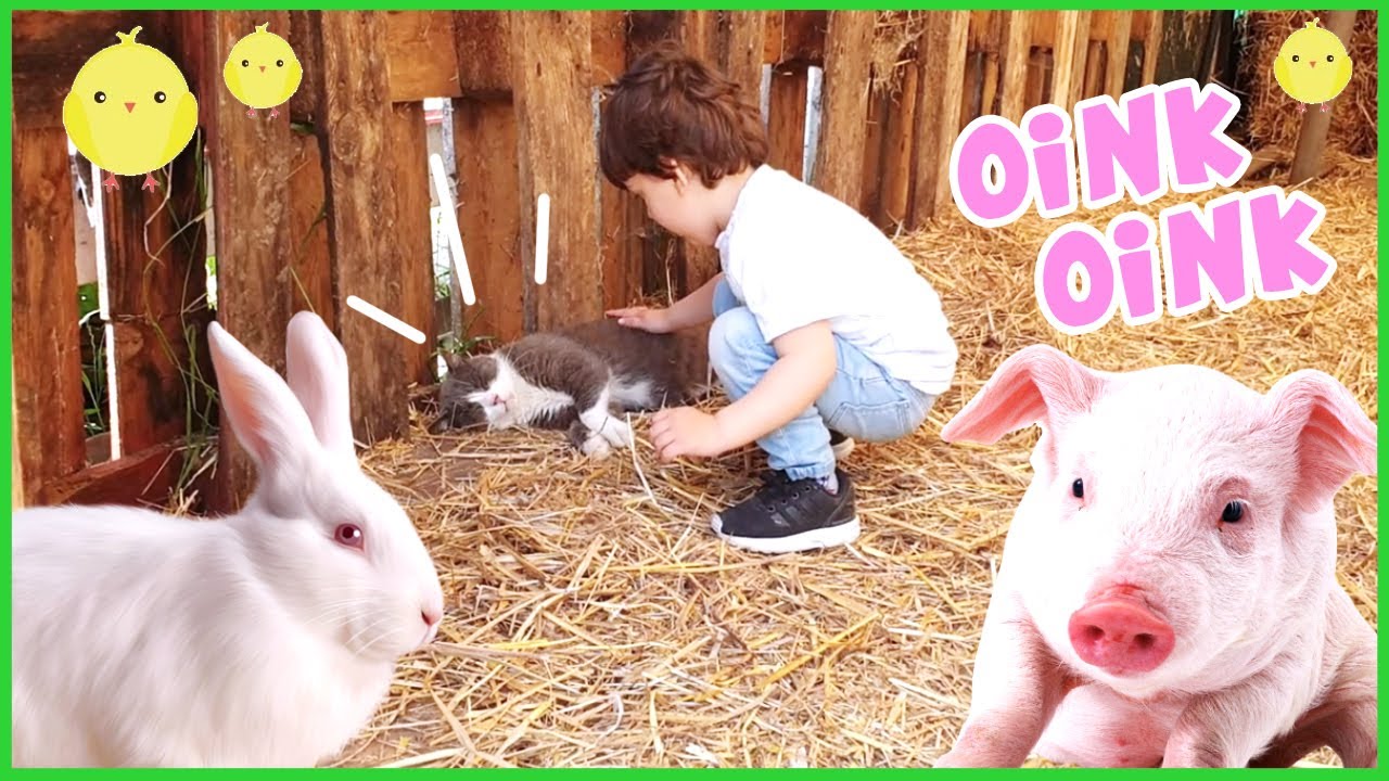 Una giornata in fattoria con Dami, quanti animali!