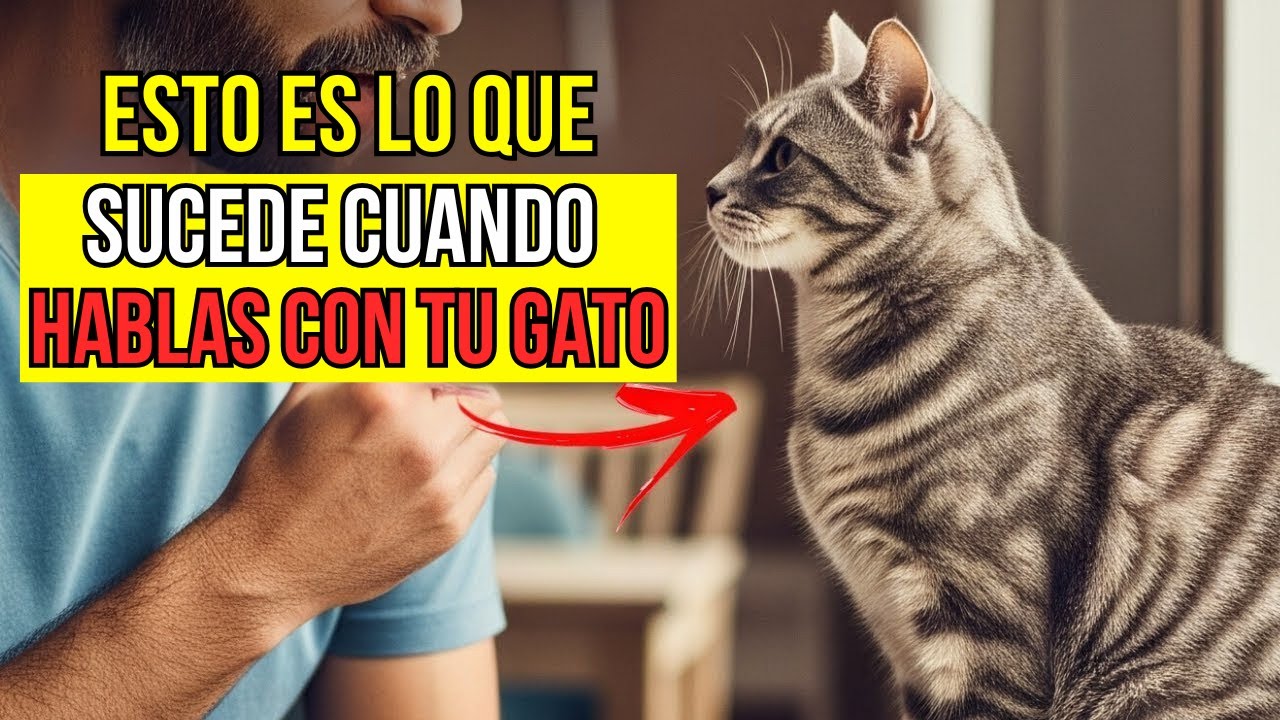 ¿Qué piensa tu gato cuando le hablas? ¡La verdad que nadie te ha contado!