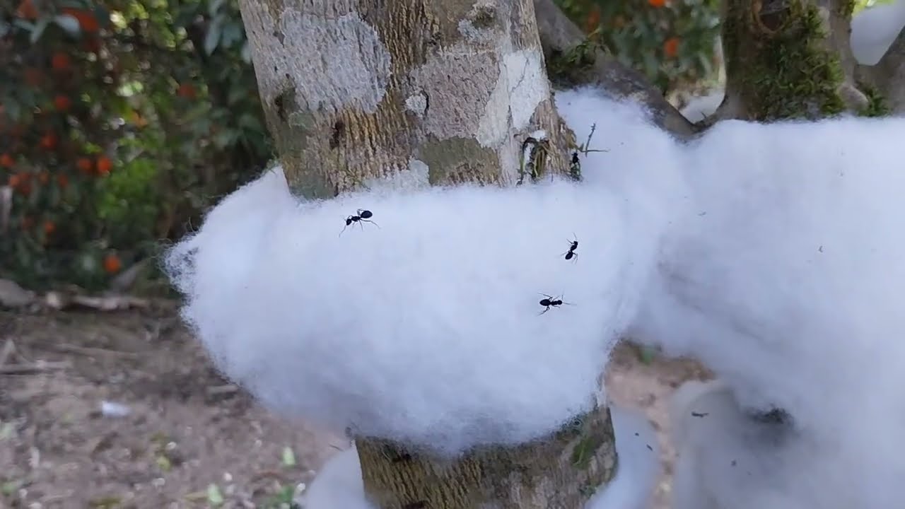 Proteção para arvores de FORMIGAS.
