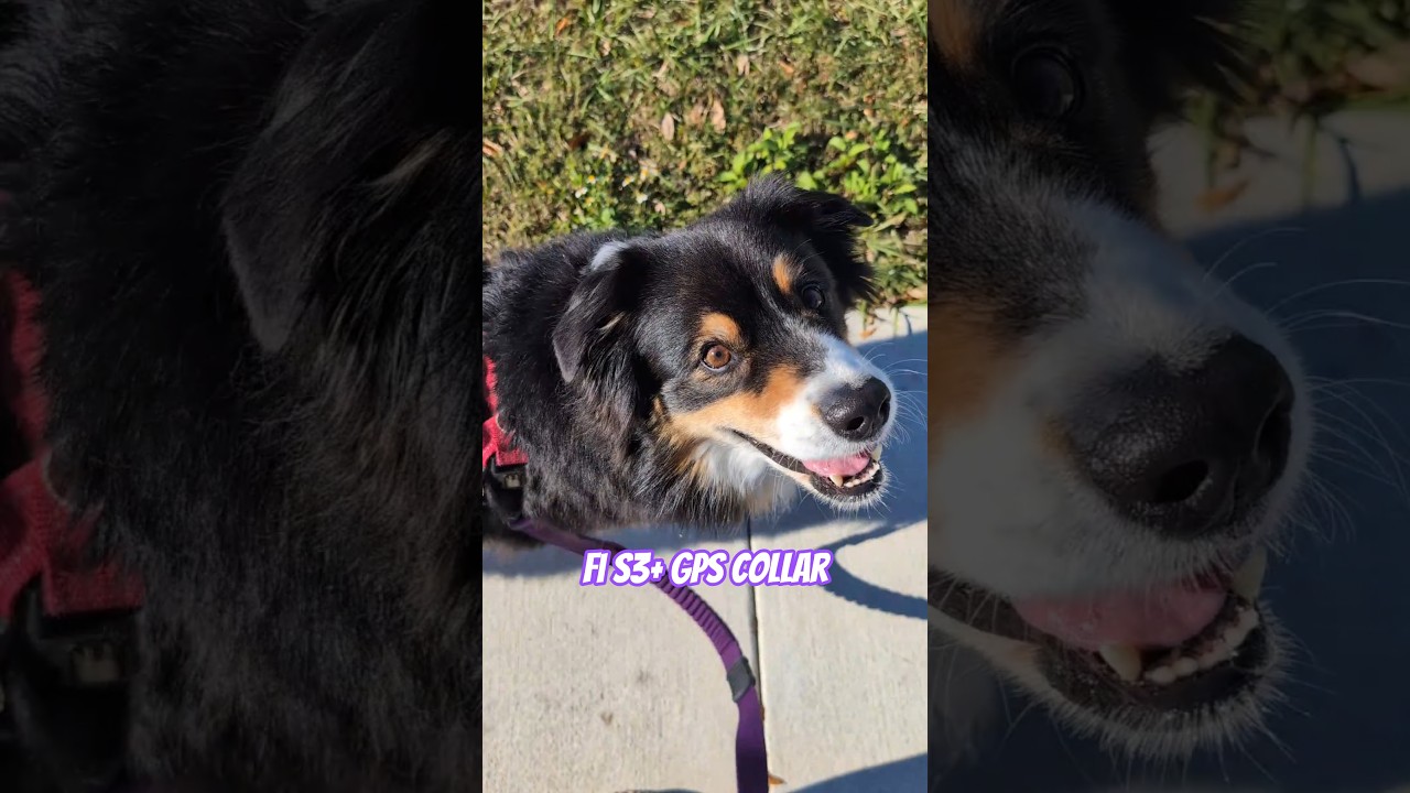 The dog collar for helicopter dog moms! 