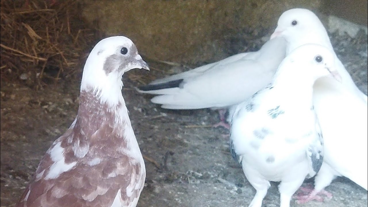 Göyərçin' də Boynu Əyrilik , Paraliç Xəstəliyin 