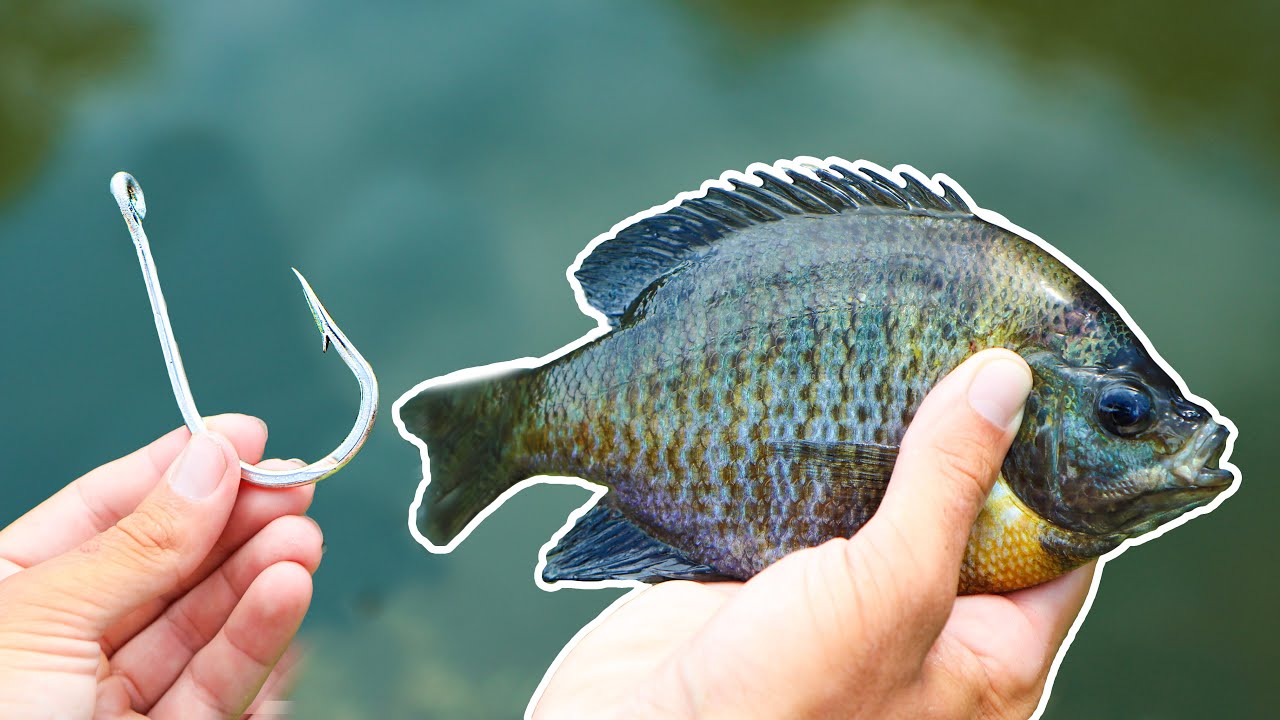 Fishing w/ GIANT Livebait! (HUGE BASS)