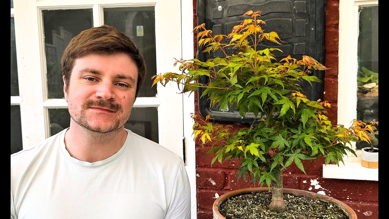 Air Layering Japanese Maple Bonsai: Step-by-Step Guide with Pro Tips - 2025