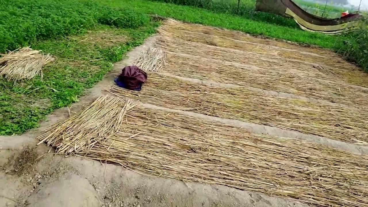 प्याज की नर्सरी वा गाठे बनाने की तैयारी या विधी #pyaaj #nrsari#kheti #kisan#viralvideo#richmanrajesh